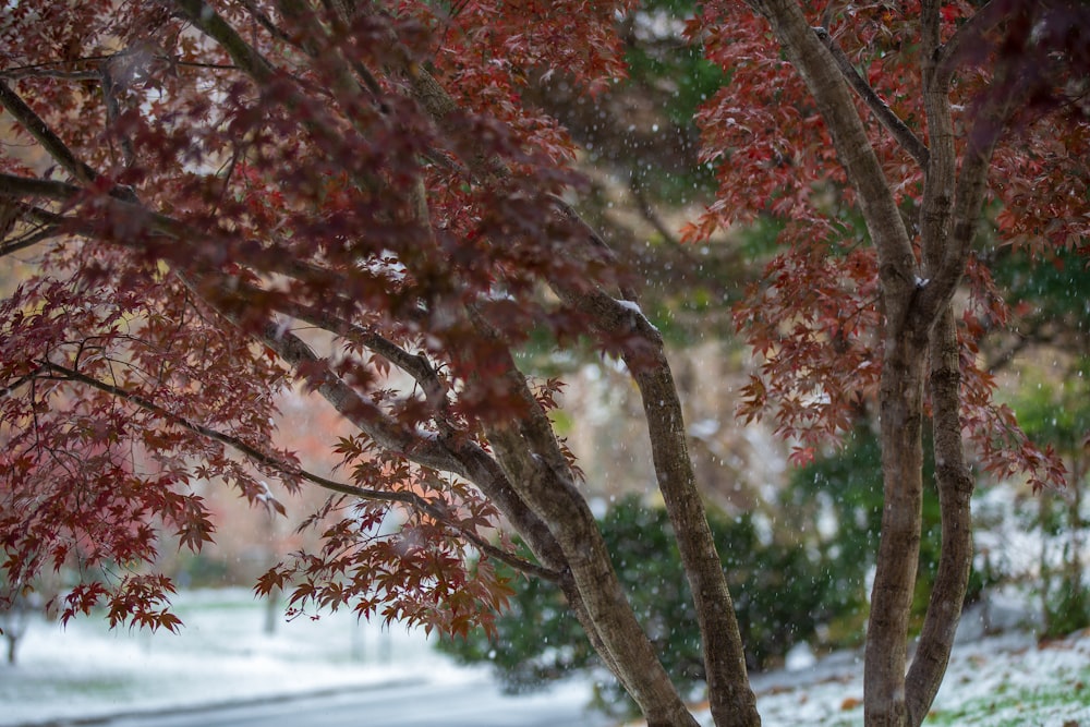 brown leafed tree