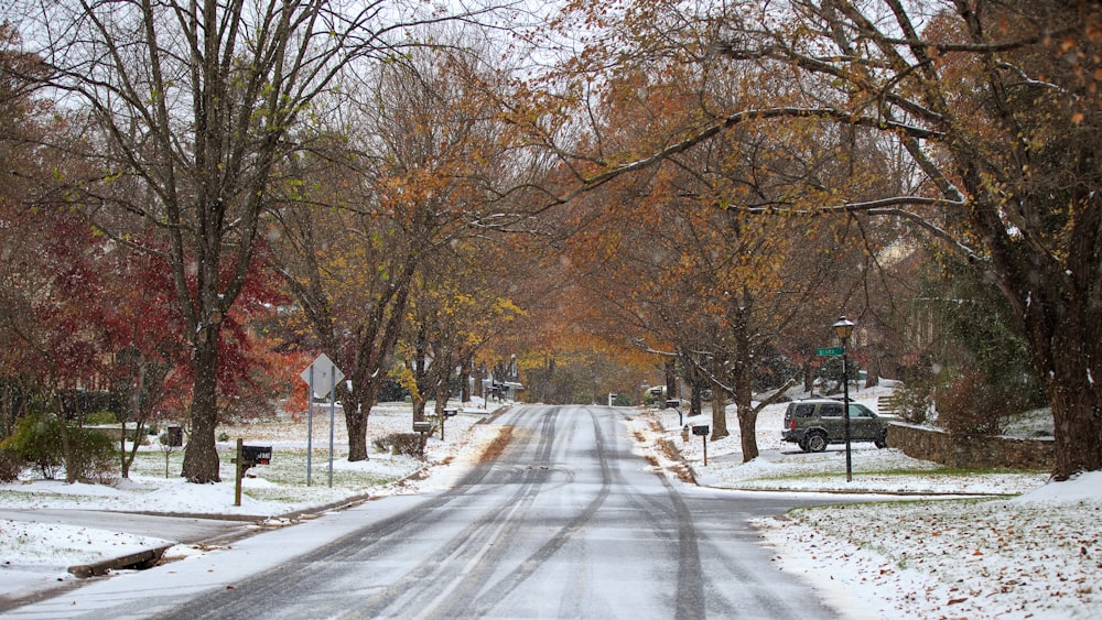 road surrounded by trees