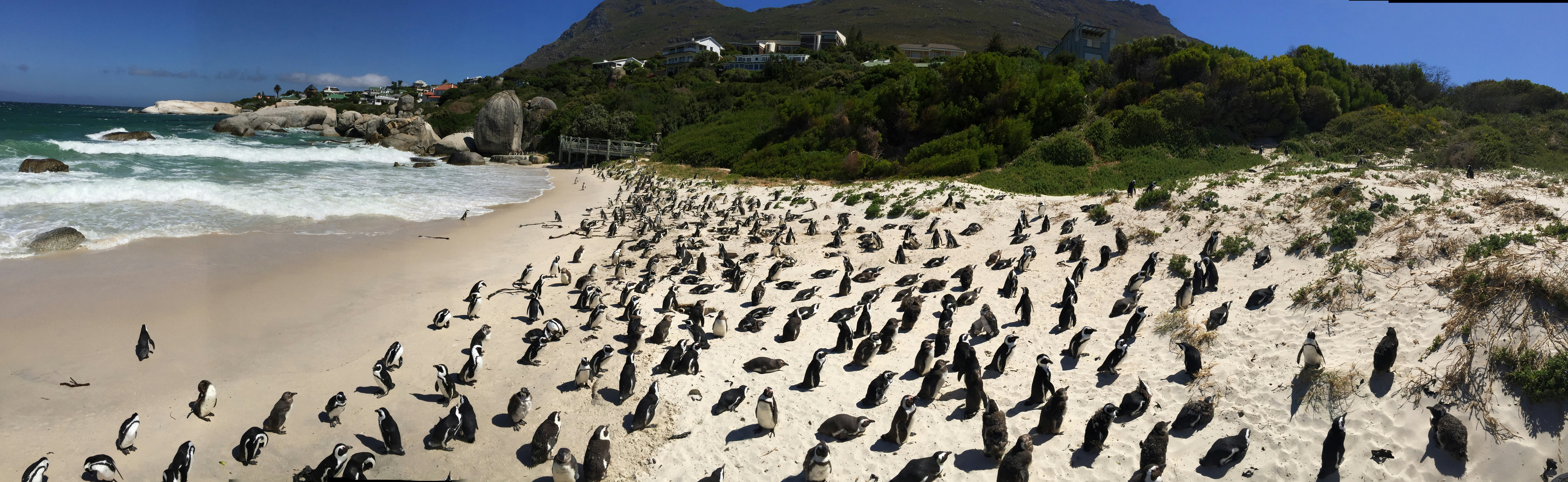 Stony Point Penguin Colony