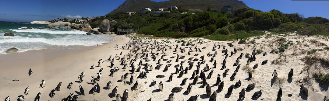 Wildlife photo spot Foxy Beach Cape Town