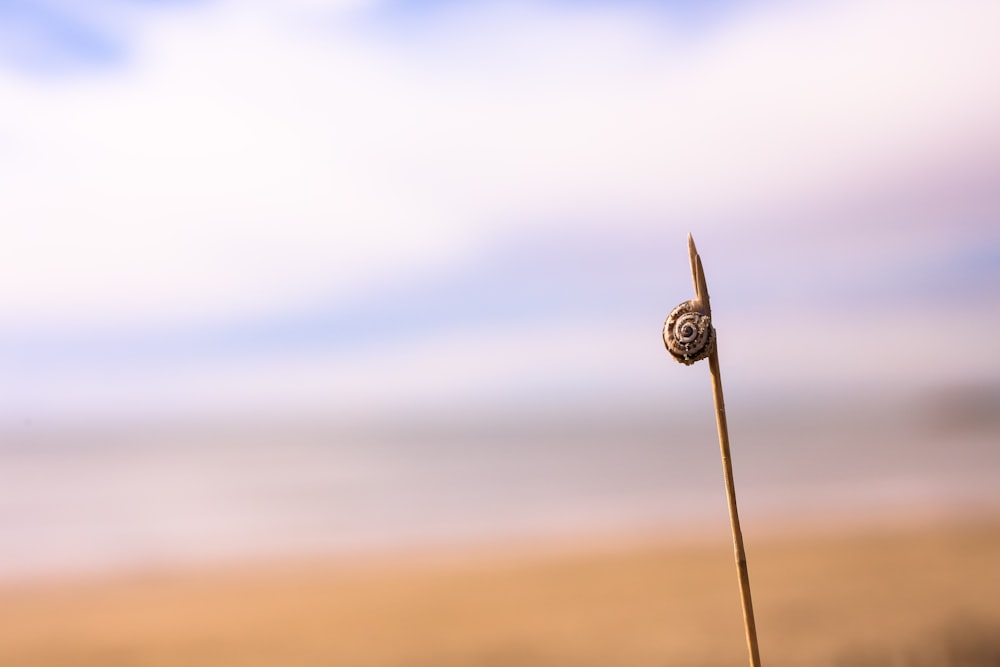 snail on tip of stick