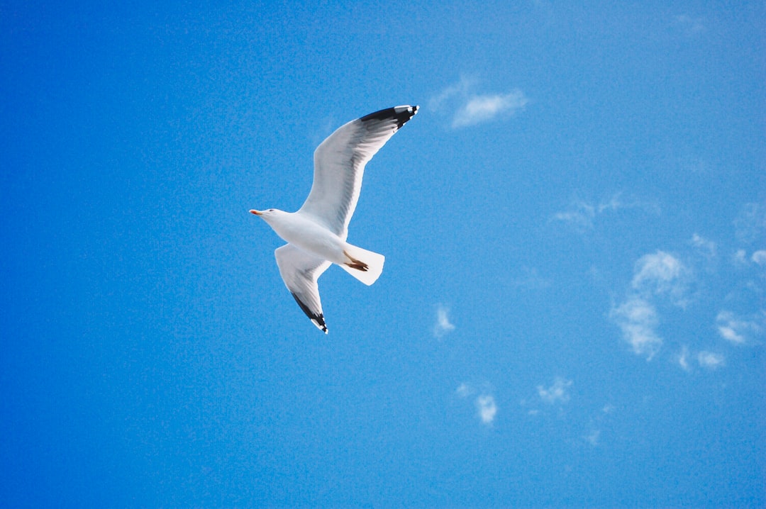  low angle photo of seagull seagull