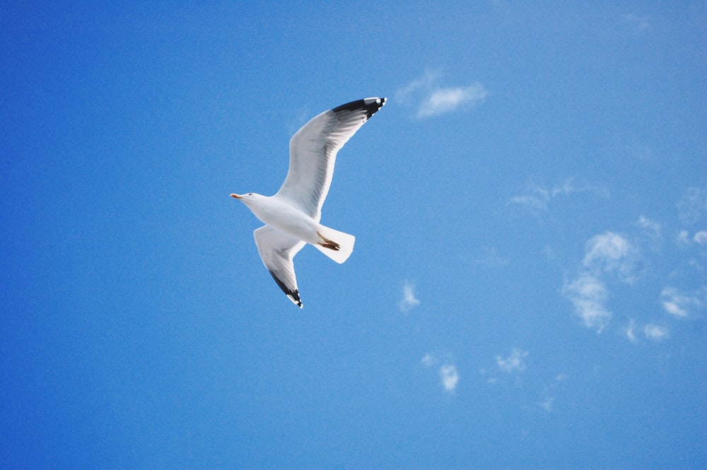 low angle photo of seagull