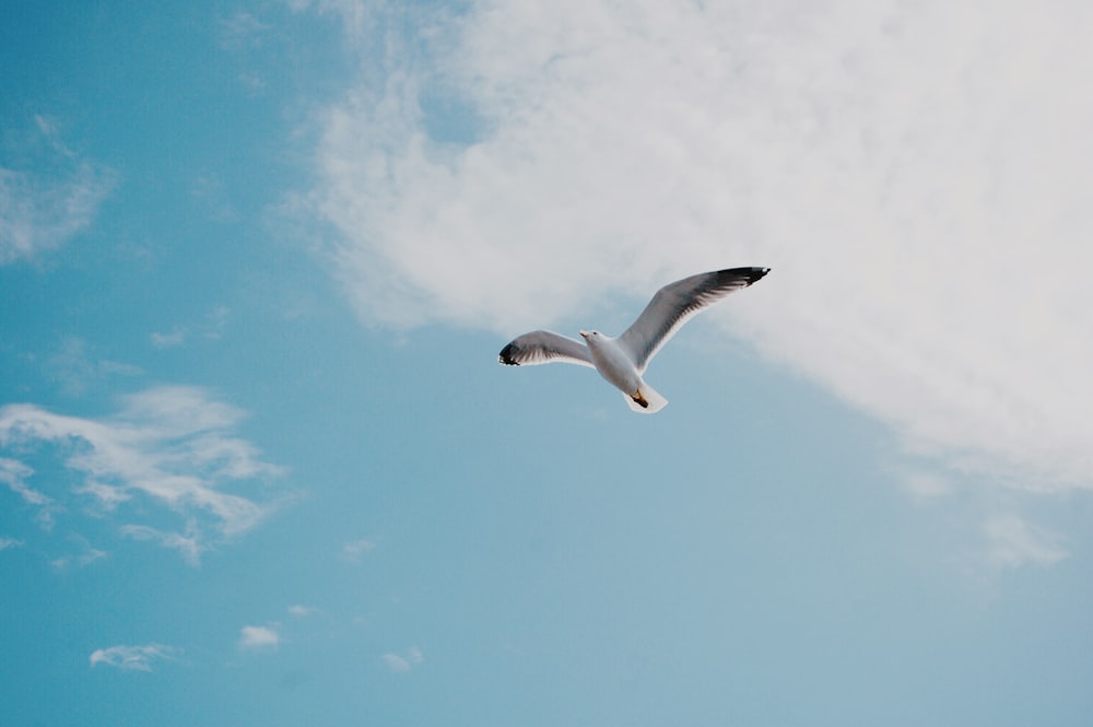 white bird flying in mid air