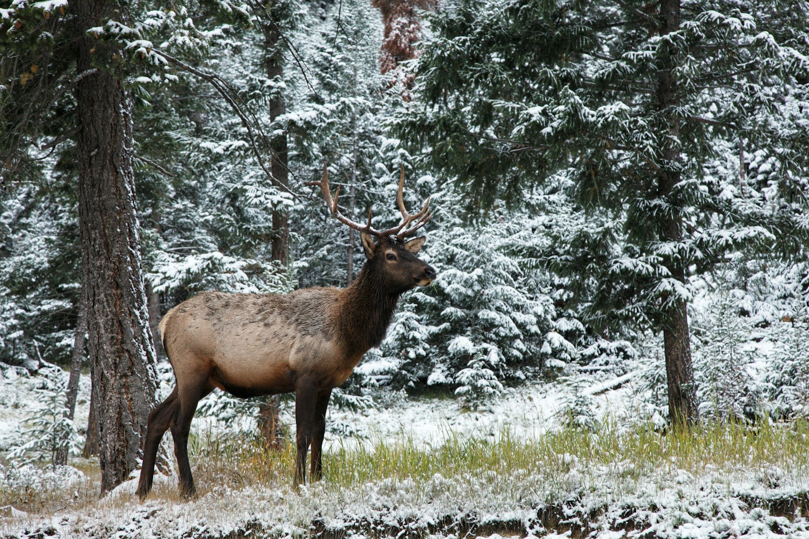 Winter Feeding Of Elk In The Greater Yellowstone Ecosystem And Its