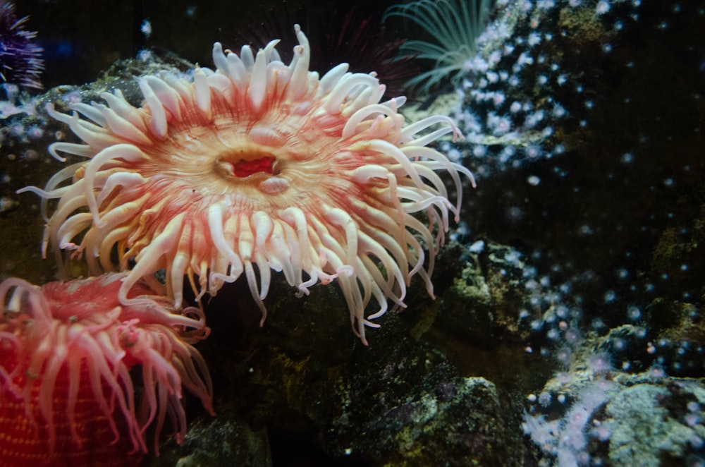 white and pink sea creatures