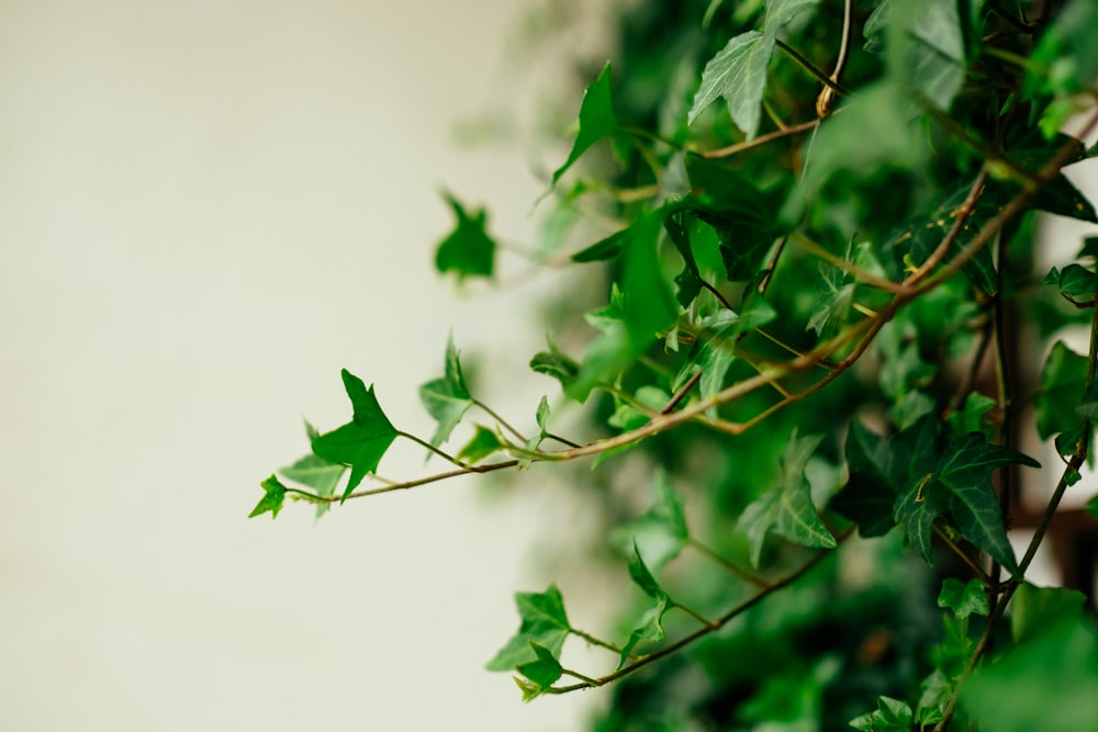 green leafed plant selective focus photography