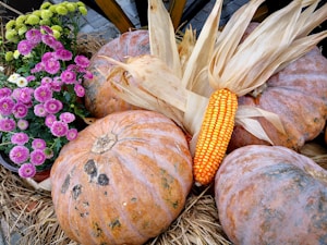 A collection of large, orange pumpkins arranged on a bed of straw. An ear of corn with dried husks is placed among the pumpkins. Bright pink and green chrysanthemums are positioned next to the pumpkins, adding a pop of color to the autumnal display.