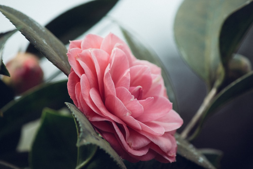 Fotografía de primer plano de flor de pétalos rosados