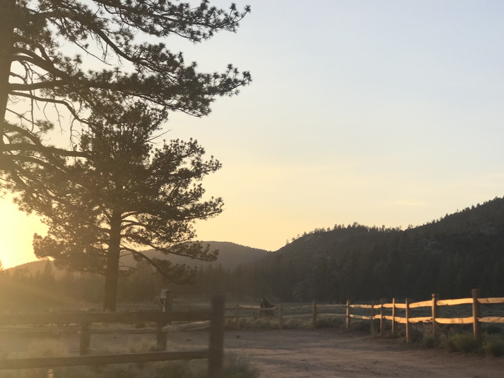 pine trees beside the fence