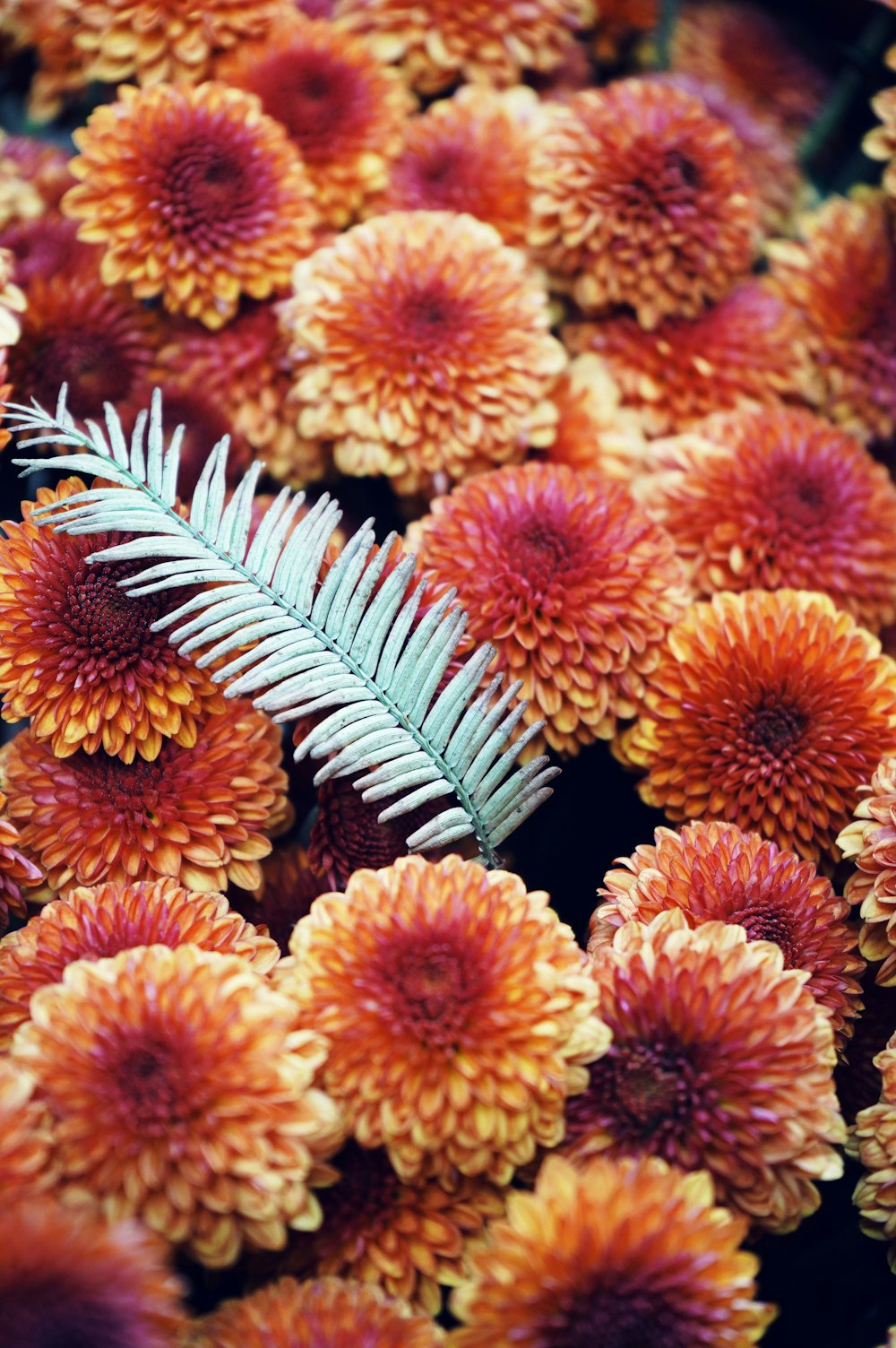 a close up of a bunch of flowers