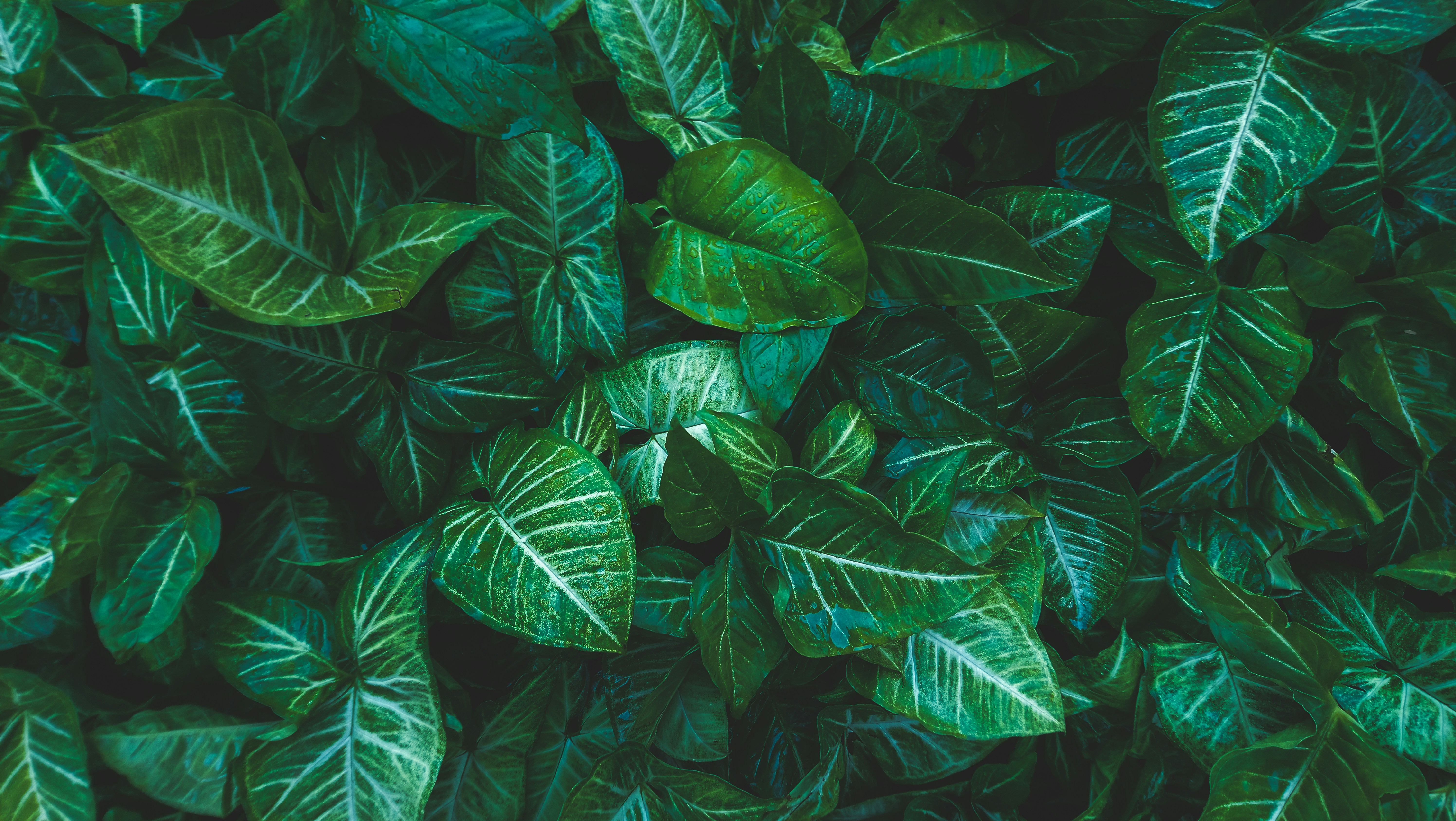 Leaf textured plants