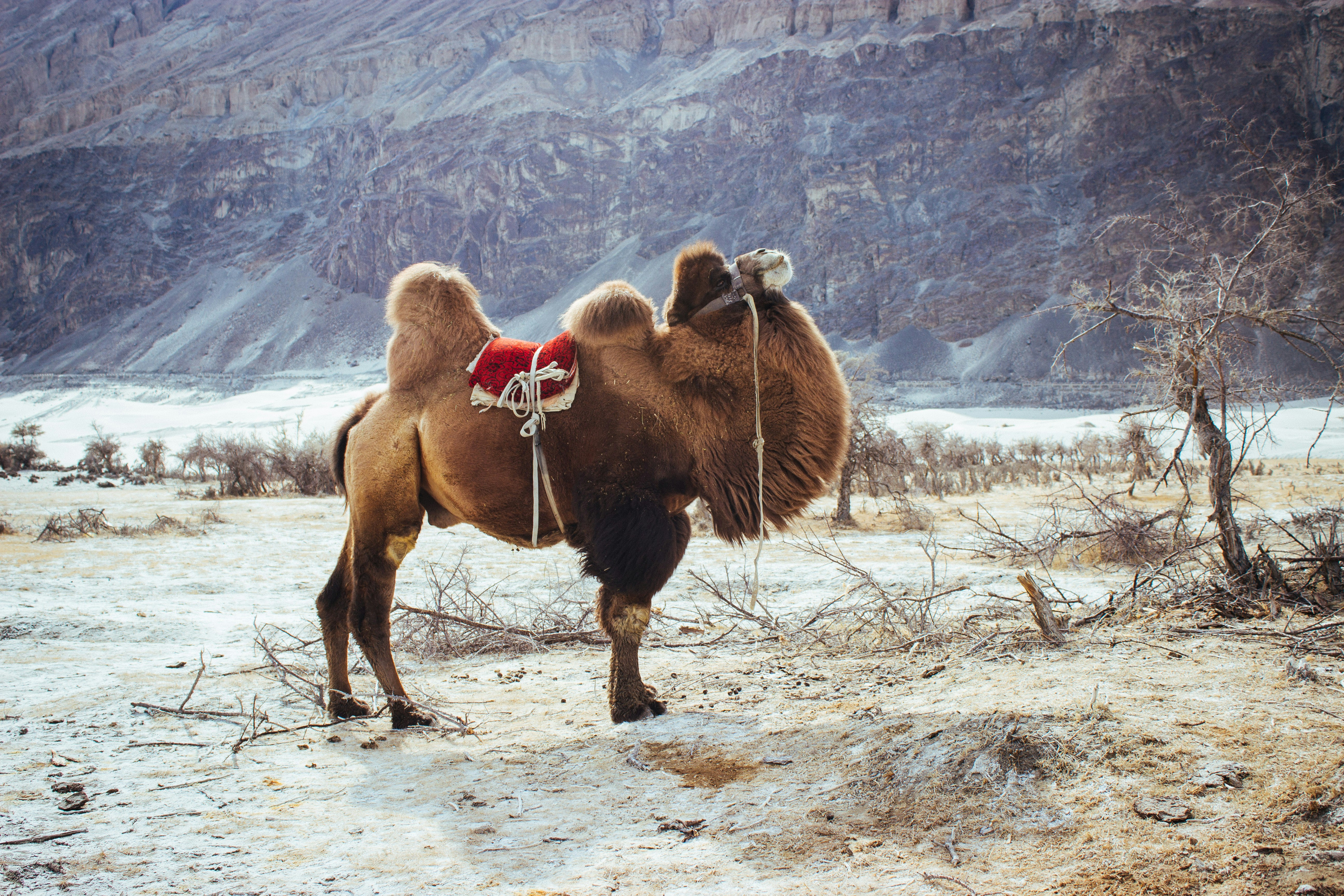 Ice Age Camels: Wanderers of the Wetlands (image credits: unsplash)