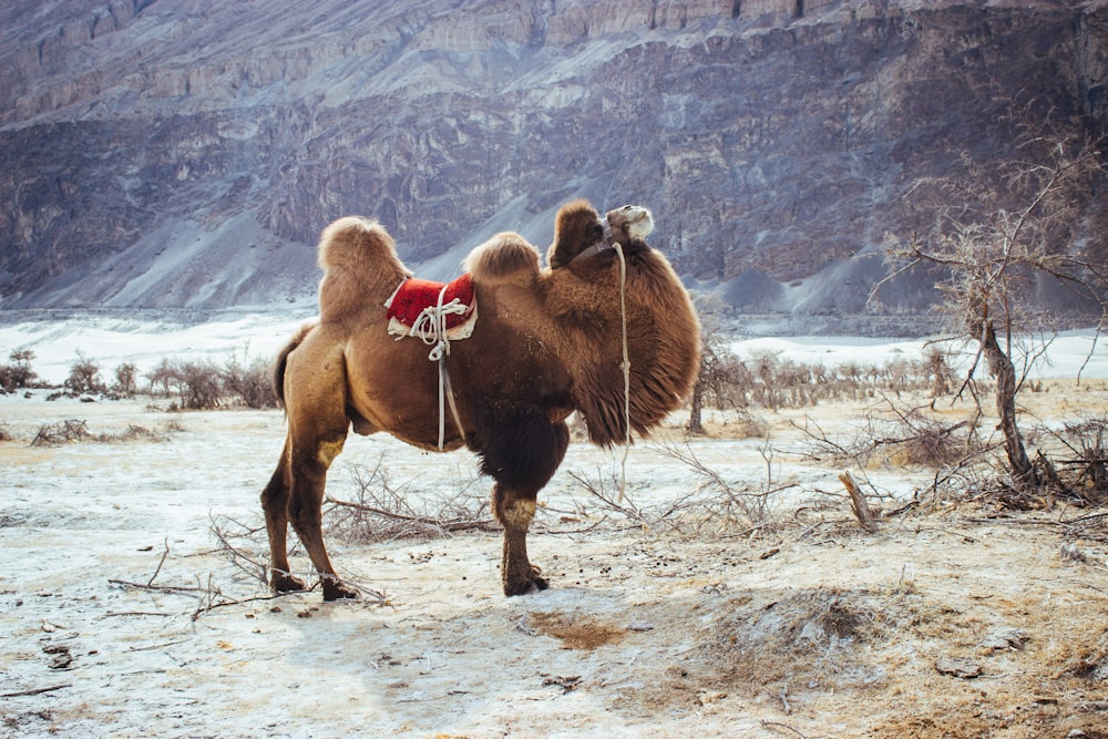 brown animal on white field near mountain