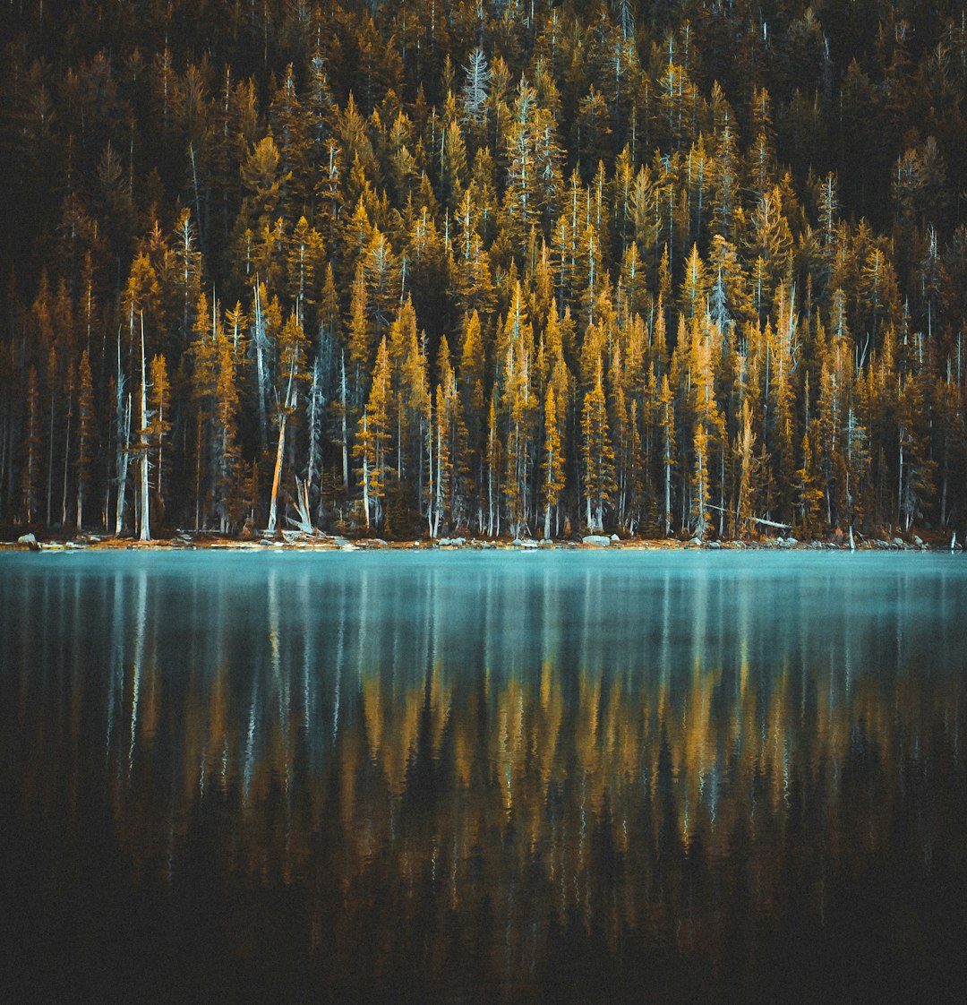 trees near body of water