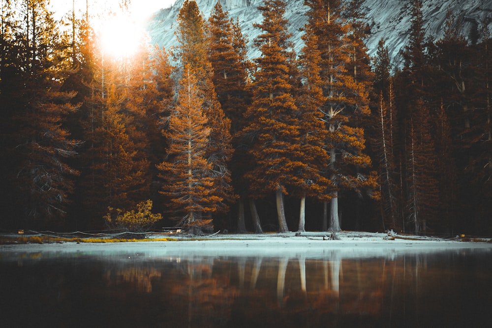 seashore near pine trees