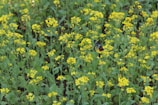 Close-up of colorful butterflies resting on vibrant wildflowers in a lush meadow