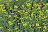 Close-up of a vibrant butterfly resting on bright wildflowers in a meadow.