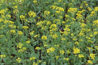 Close-up of a vibrant butterfly resting on bright wildflowers in a meadow.