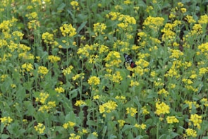 Close-up of colorful butterflies resting on vibrant wildflowers in a lush meadow