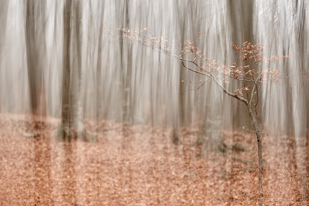 Forest photo spot Piatra NeamÈ› Harghita Mountains