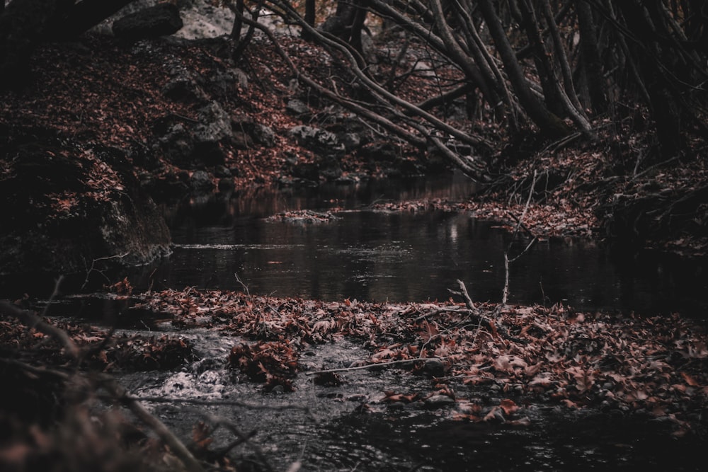 body of water and brown leaves