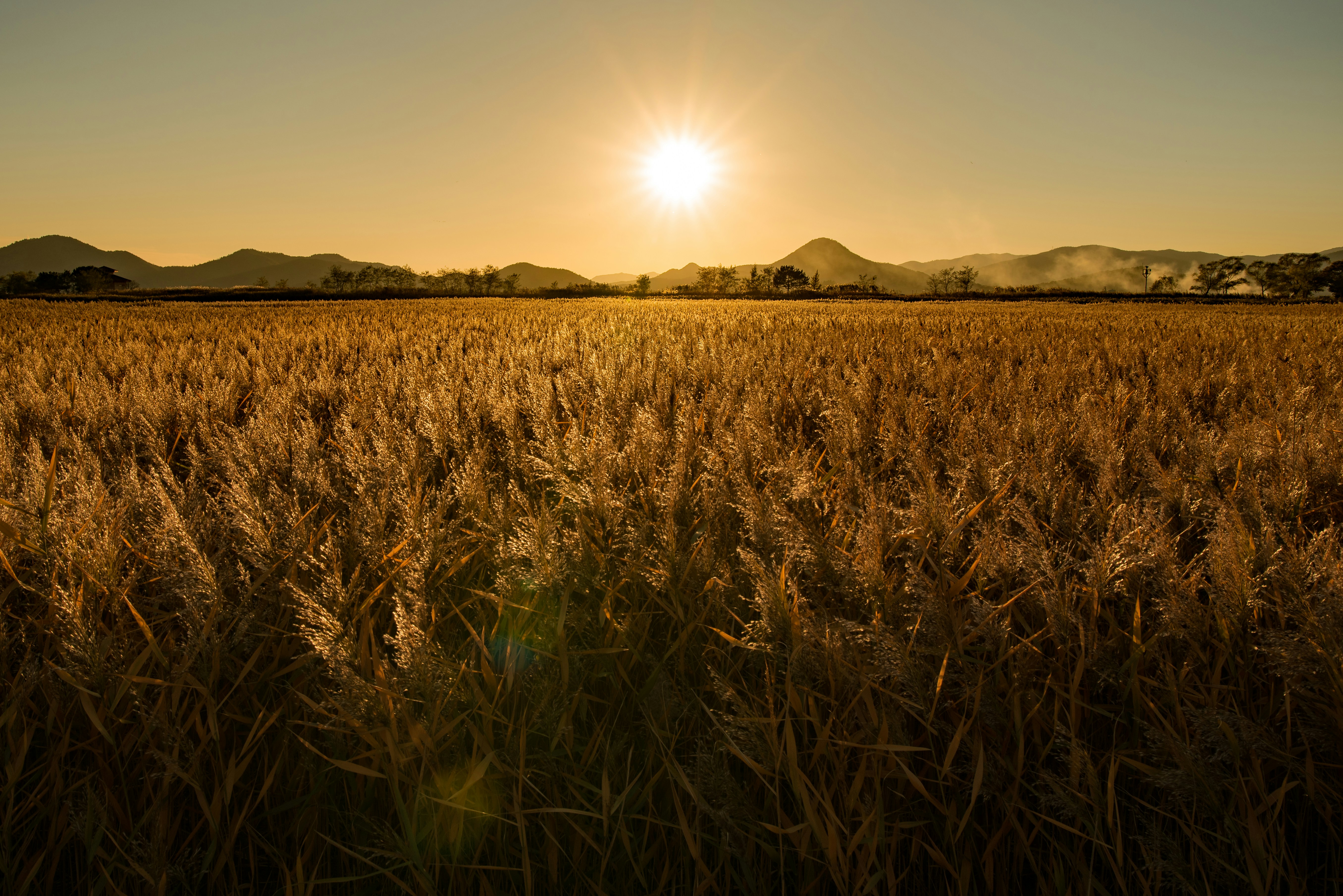 Cherry blossom in Korea