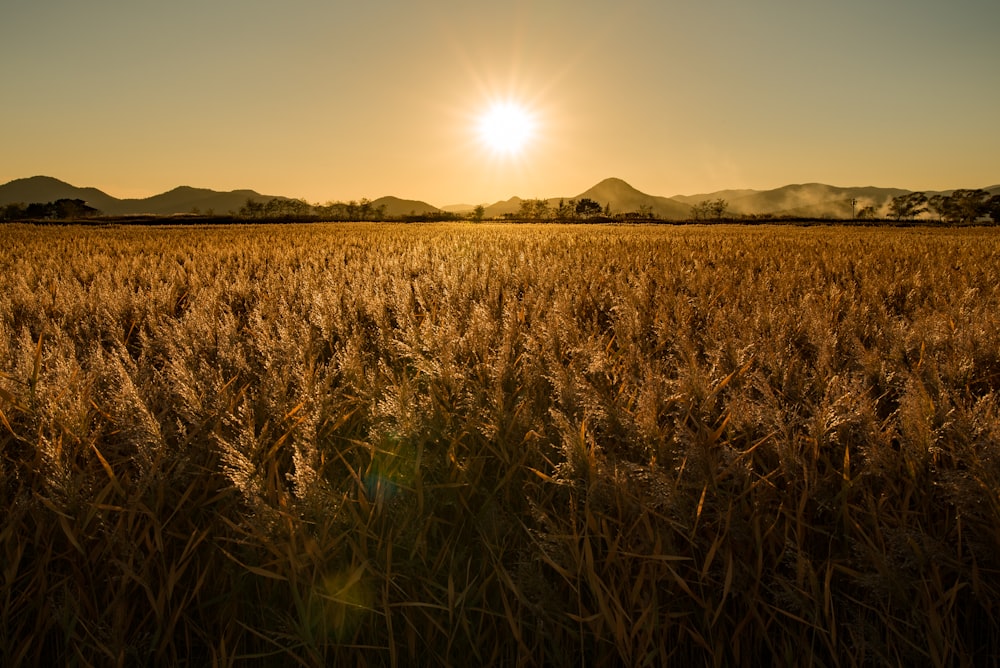 Campo de trigo durante a hora dourada