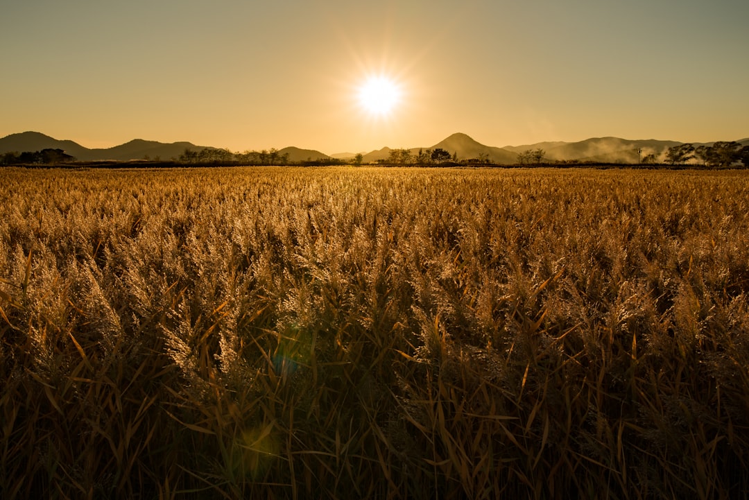 wheat field during golden hour, sun set In Suncheon Harbor in Korea