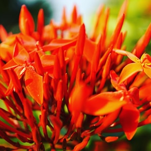 Colorful ixora plants in full bloom, highlighting their vibrant flowers.