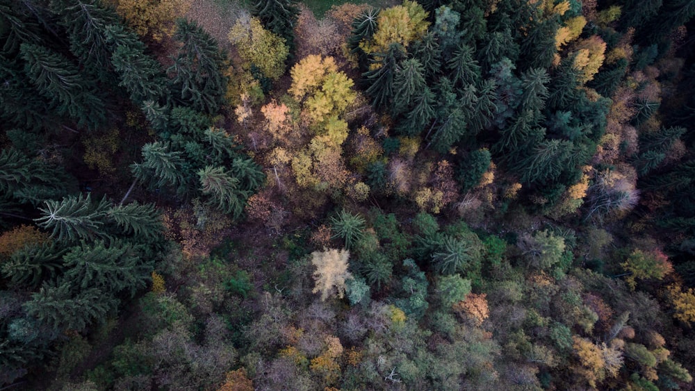 aerial photo of tree lot