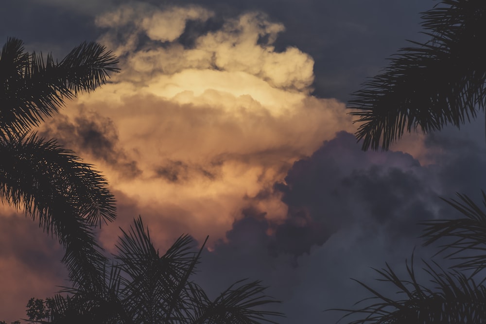 coconut tree under white cloud