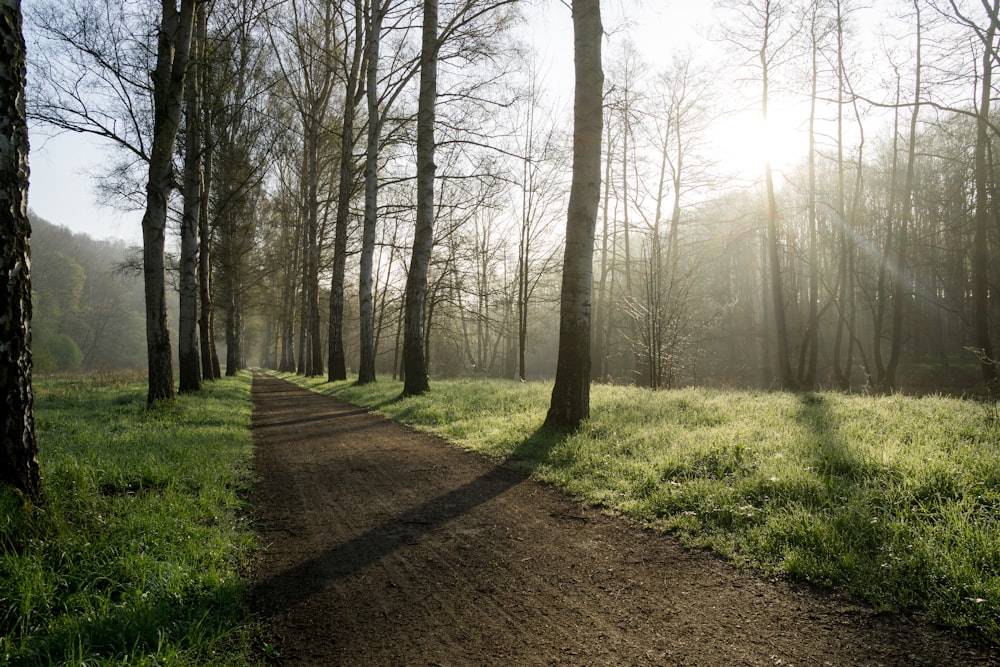 forest trees