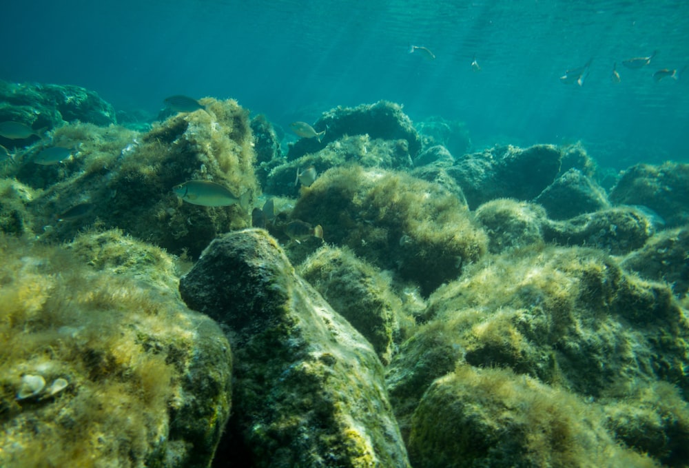 black sea corals