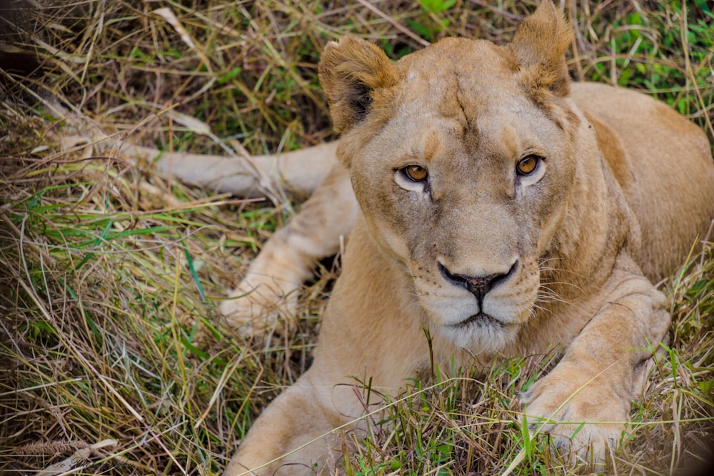 lion lying on green grass in close-up photography