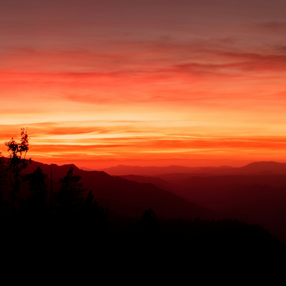 silhouette of trees during golden hour