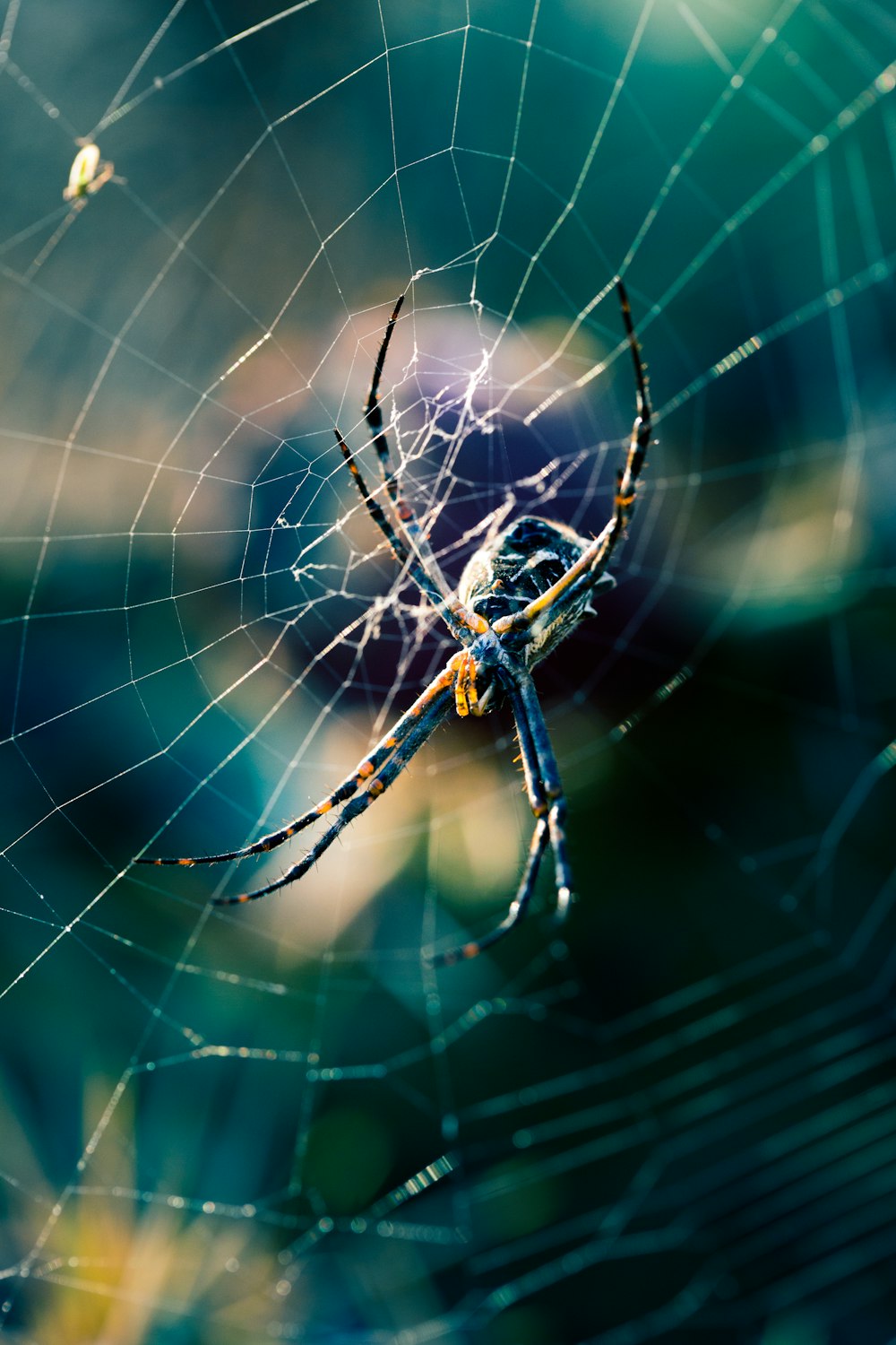 black and brown spider on selective focus photography