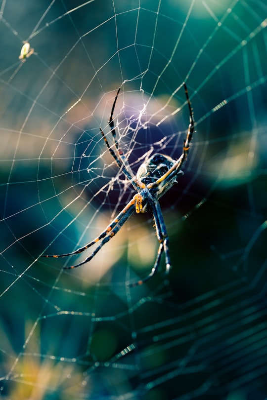 black and brown spider on selective focus photography in Point Dume United States