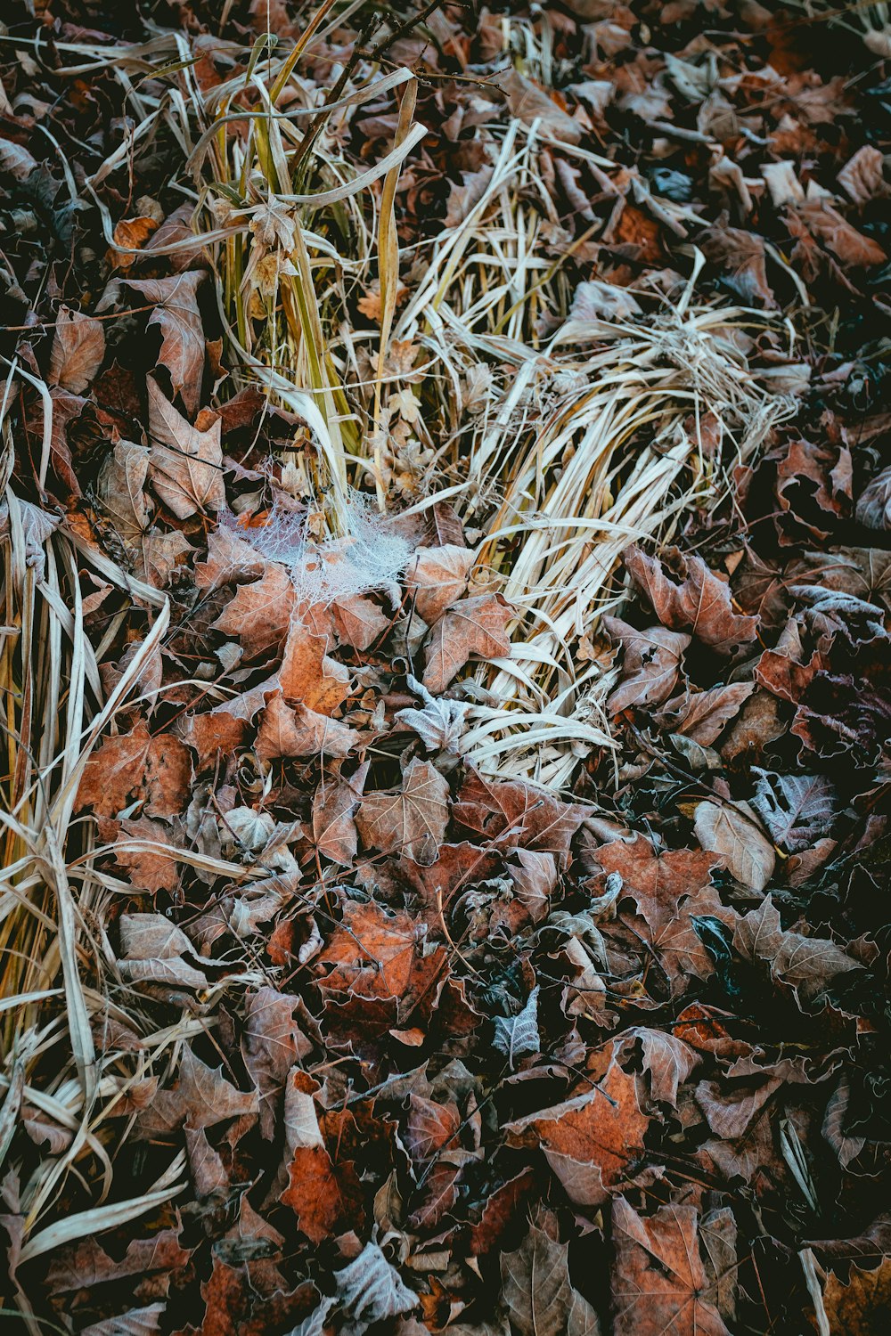 brown grass