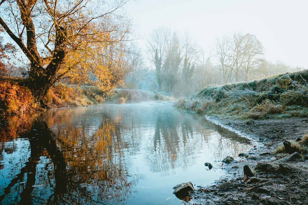 body of water surrounded by trees