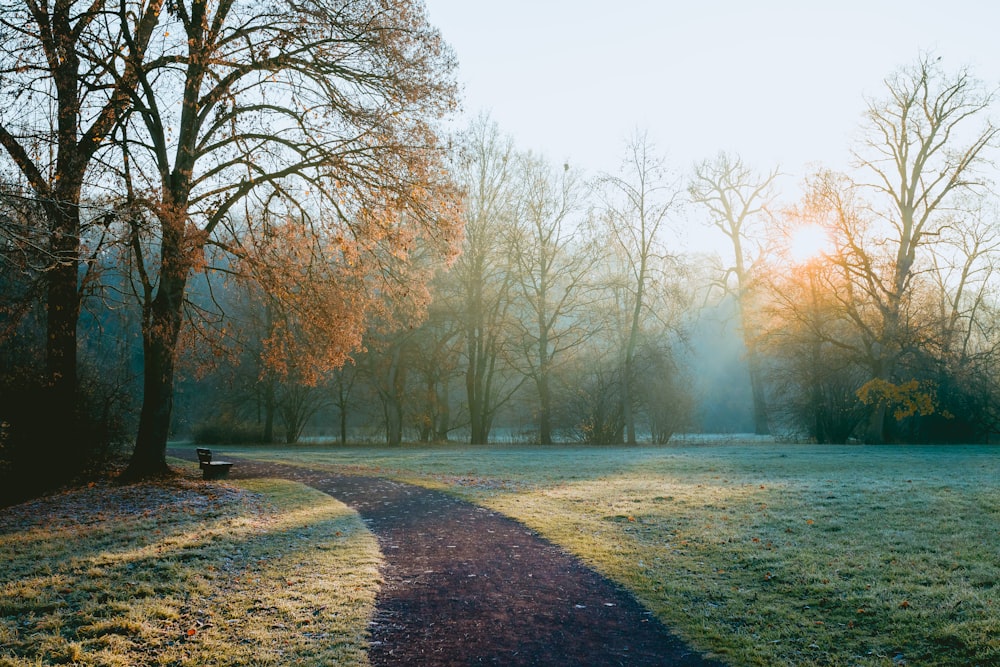 landscape photo of forest