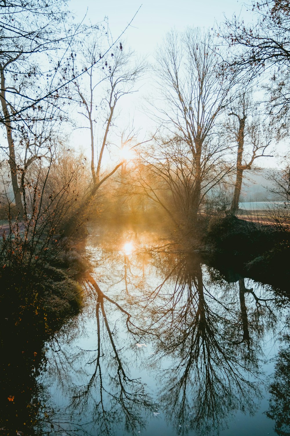 calm body of water overlooking bared tree at daytime