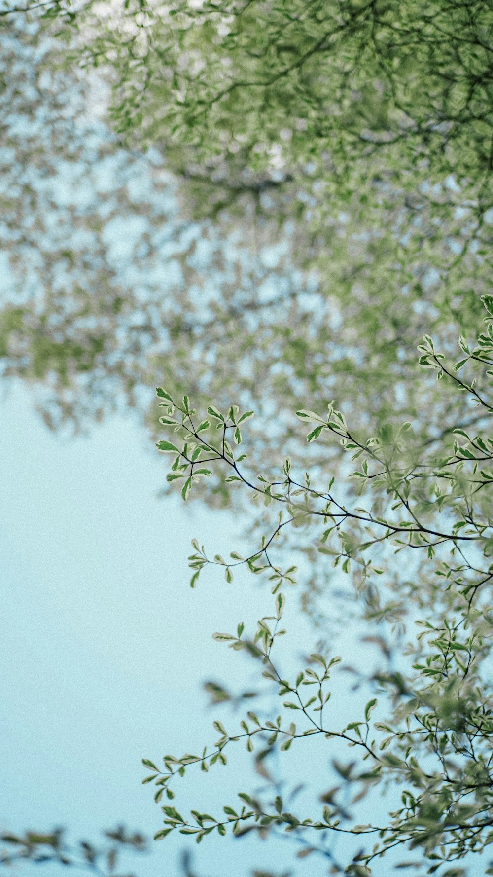 selective focus of green leaves