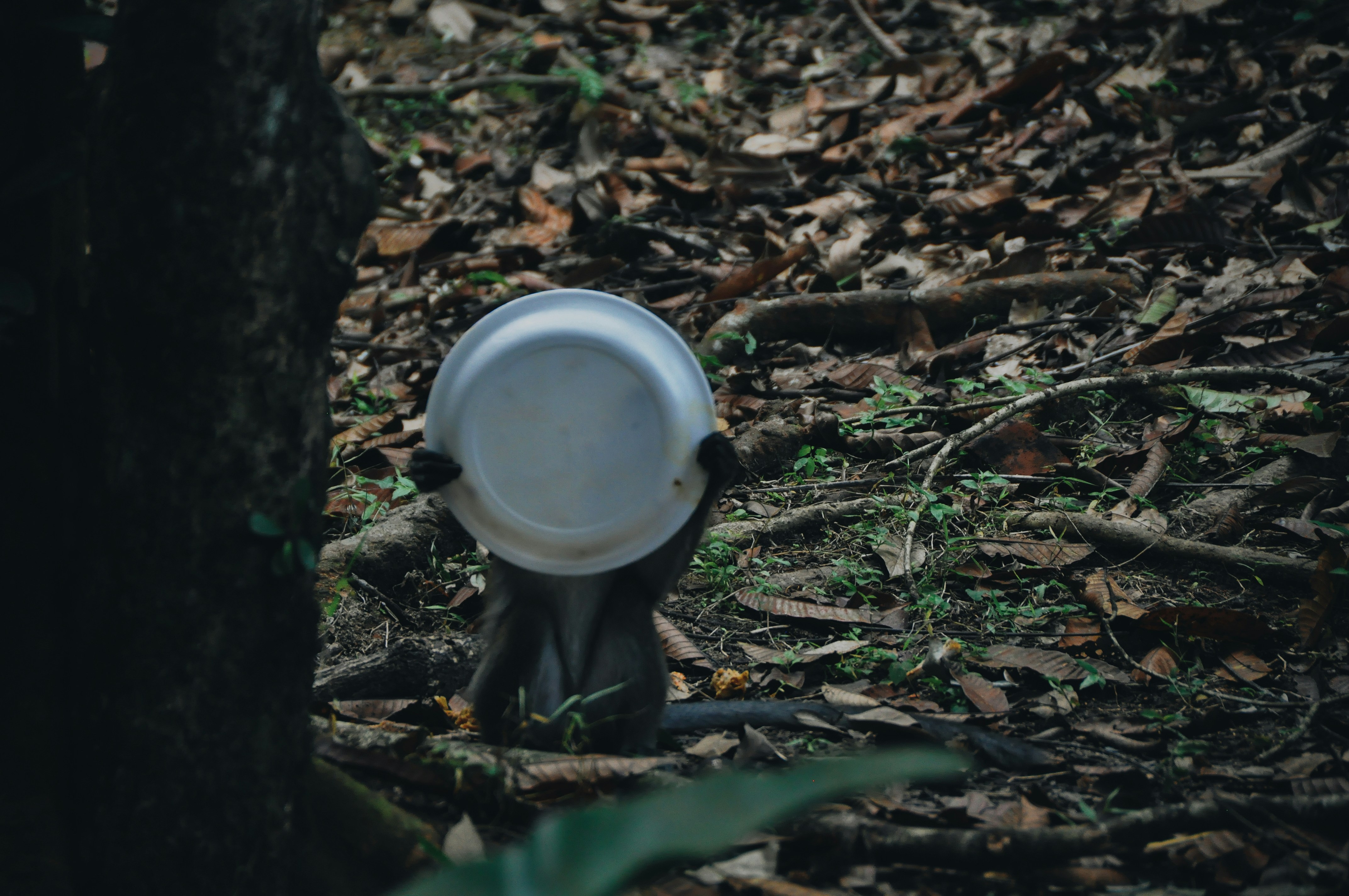 A primate is holding a white dish over its face while standing on the forest floor covered in dry leaves and some green plants. The scene takes place in a dense forested area with various foliage and a tree trunk visible.