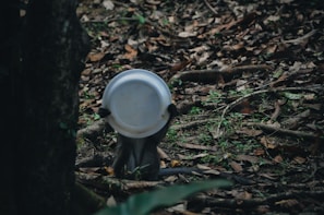 A primate is holding a white dish over its face while standing on the forest floor covered in dry leaves and some green plants. The scene takes place in a dense forested area with various foliage and a tree trunk visible.