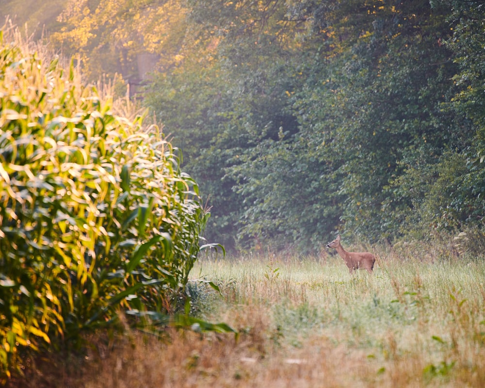 deer standing beside corn field near trees