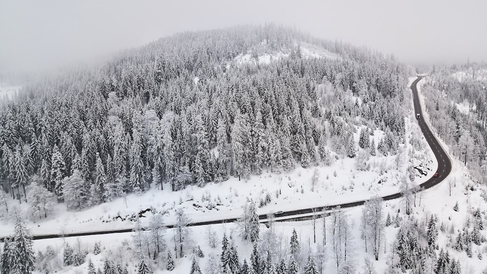 snow field with pine trees and road