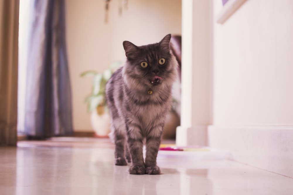 brown and black cat standing inside room