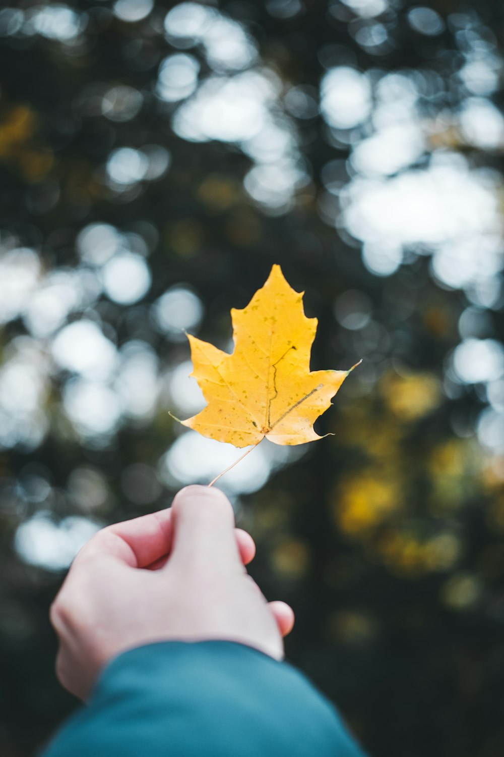 person showing brown leaf