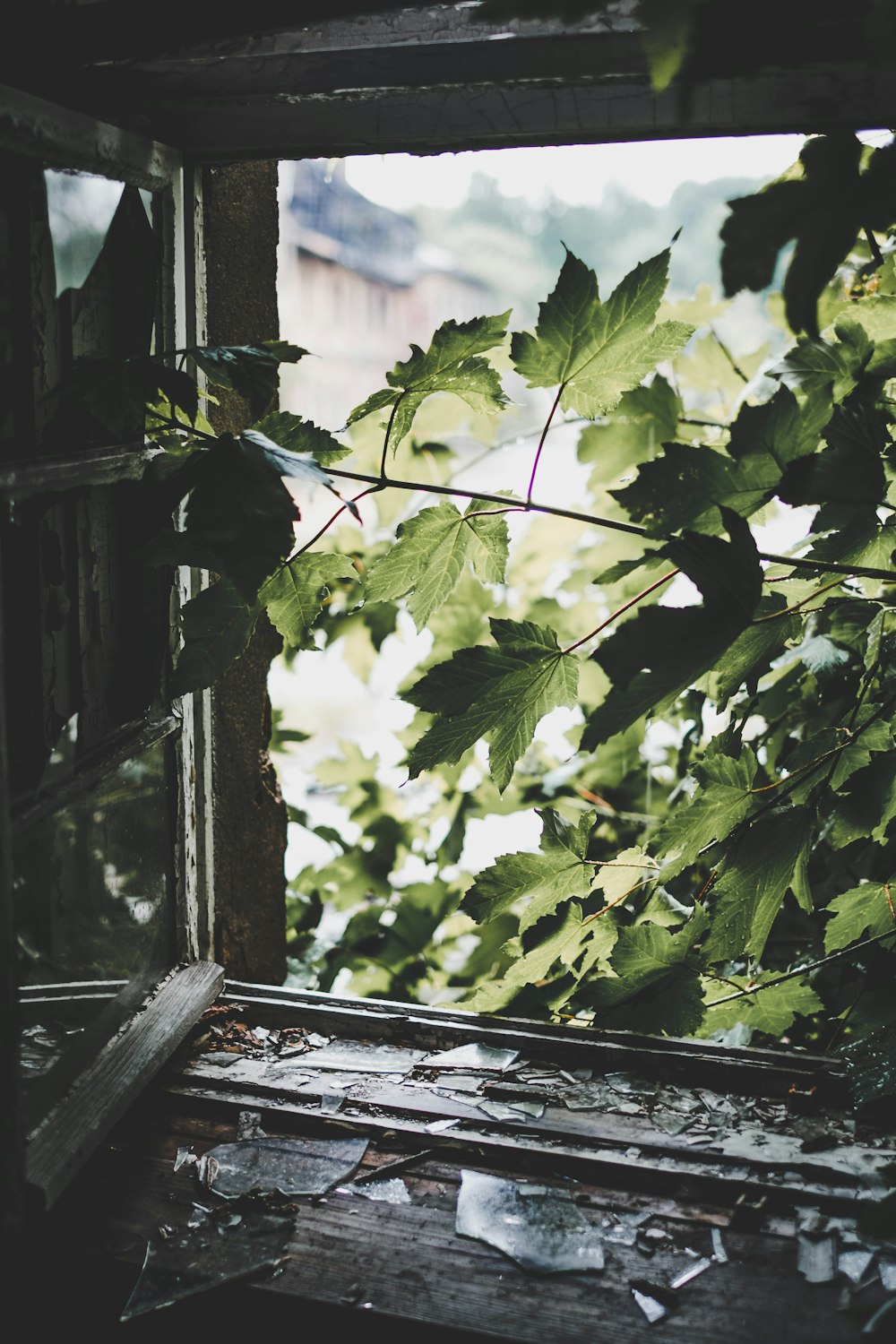 grün belaubter Baum in der Nähe des Fensters